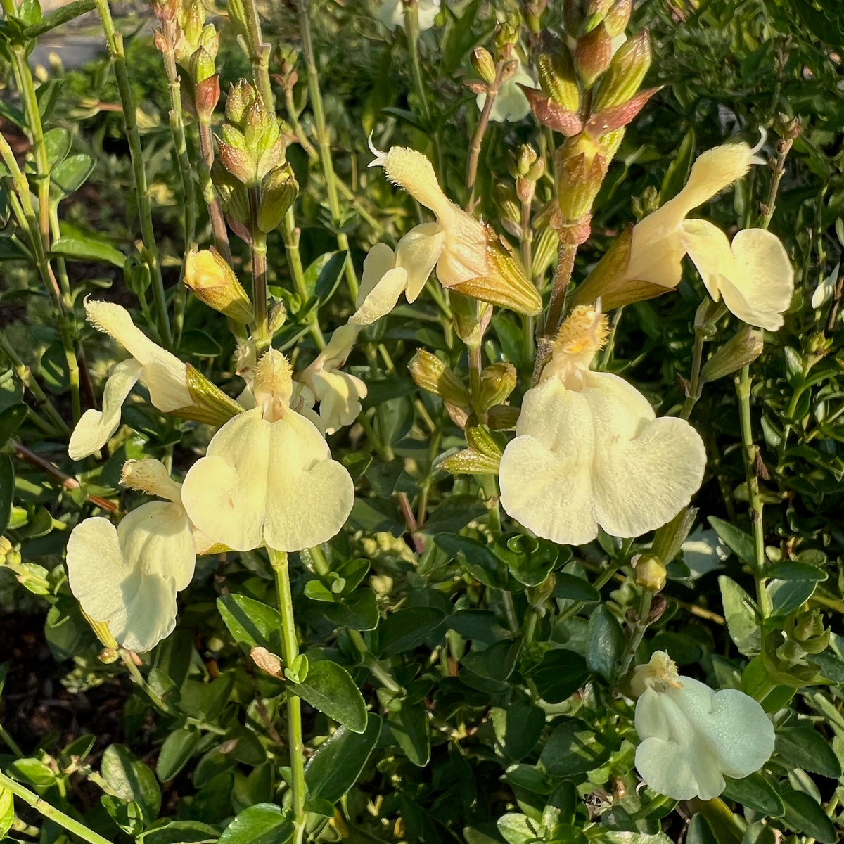 Salvia x jamensis &#39;Cienega de Oro&#39; - Cienega de Oro Sage