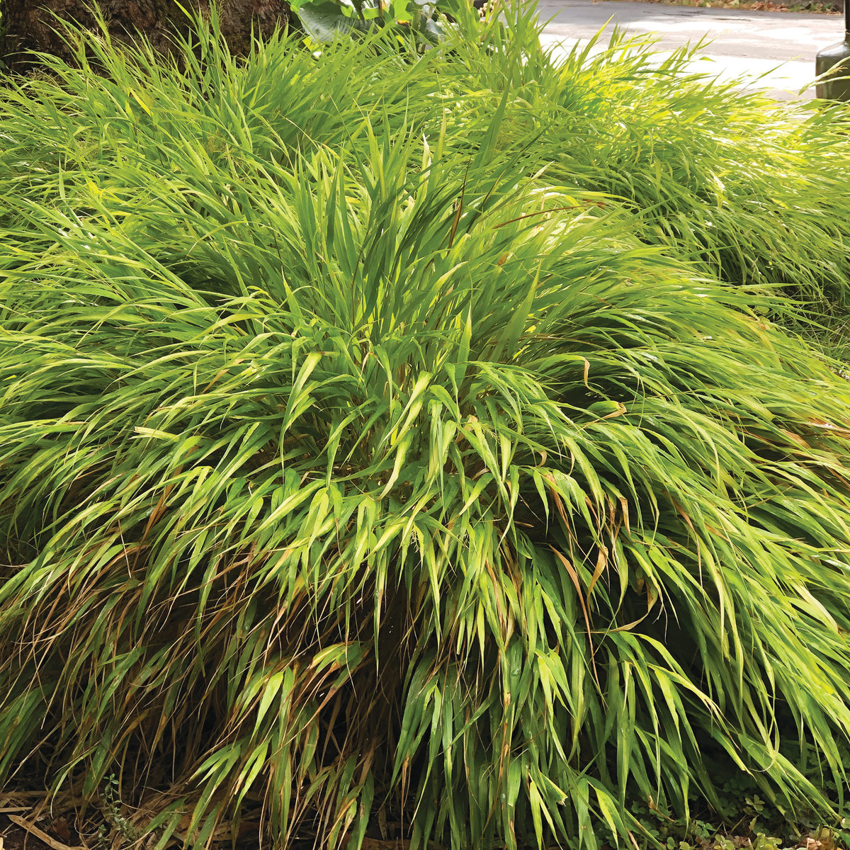 Hakonechloa macra &#39;All Gold&#39; - All Gold Japanese Forest Grass