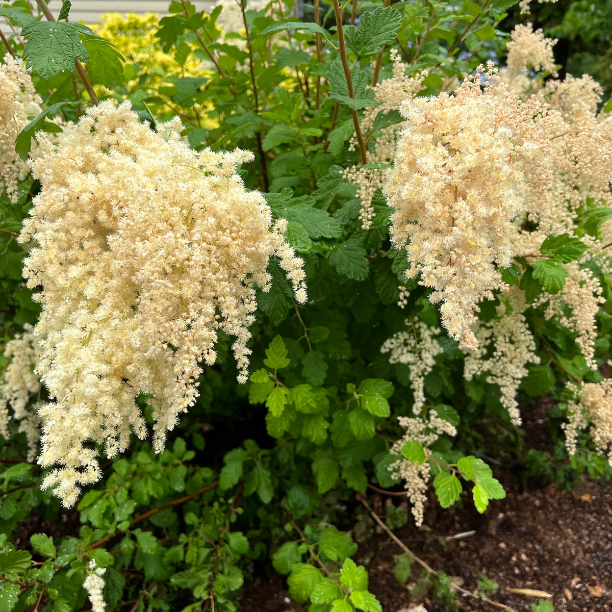 Holodiscus discolor - Oceanspray